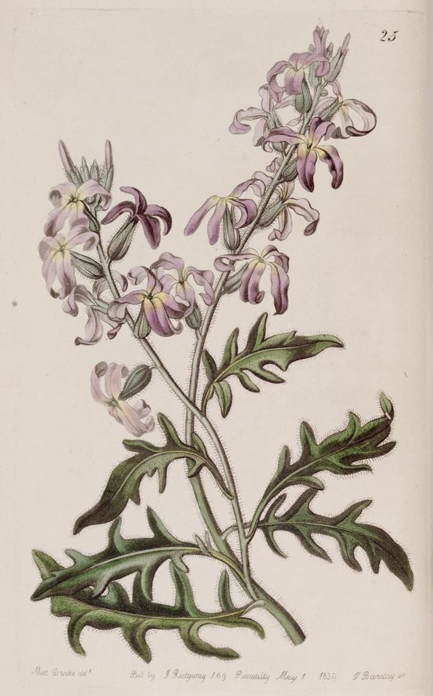 Cheiranthus allionii